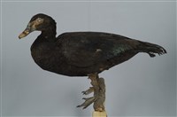 藏品(疣鼻栖鴨)的圖片